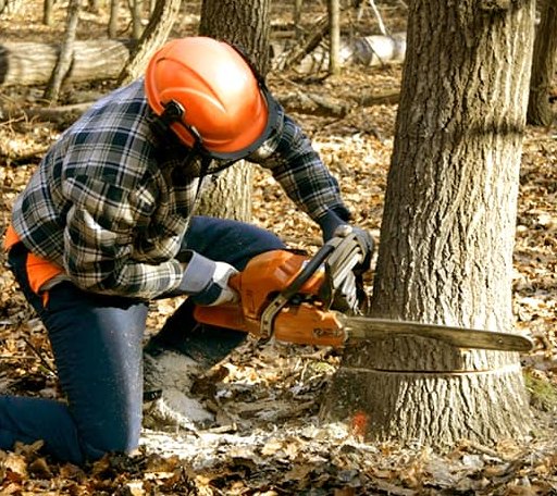 Tree Removal in Oakville, IN